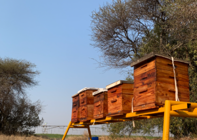 Bee hives