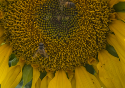 Sting Naturals Bee Polinating