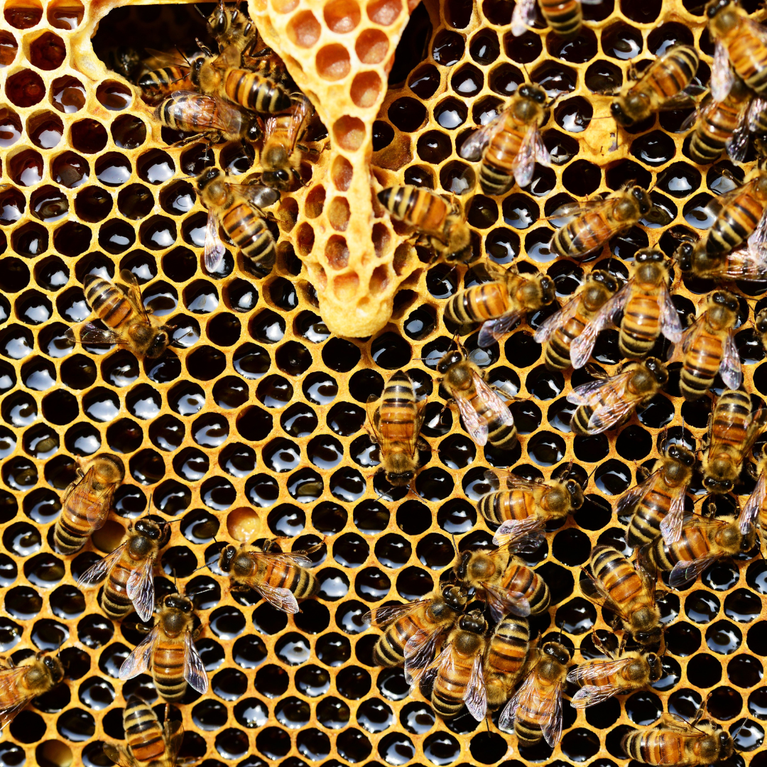 Sting Naturals Bee Hive